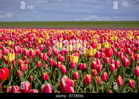 L'horticulture et les cultures arables avec différents types et couleurs avec des tulipes aux Pays-Bas. Une bourse néerlandaise typique avec des fleurs et des fleurs au pied du Banque D'Images