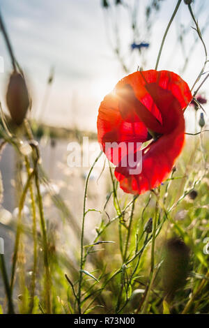 Close up en champ de coquelicots et de soleil. Fleurs de pavot rouge sur le champ avec le soleil couchant derrière la feuille brillant par Banque D'Images