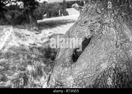 Tronc de l'arbre creux avec nid dans lequel un nid d'abeilles est caché. Illustrés de photo de nid de guêpe Banque D'Images