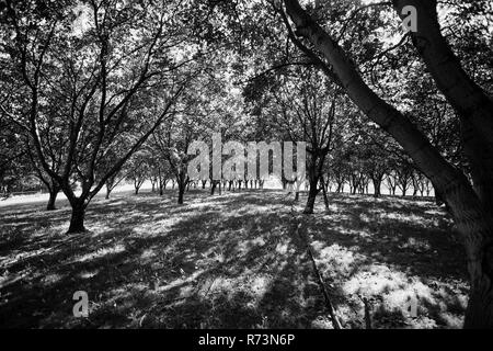 Un vieux verger plein de déclin des arbres dans le paysage français avec de belles ombragé du soleil Banque D'Images