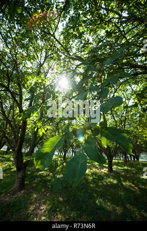 Un vieux verger plein de déclin des arbres dans le paysage français avec de belles ombragé du soleil Banque D'Images