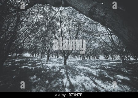 Un vieux verger plein de déclin des arbres dans le paysage français avec de belles ombragé du soleil Banque D'Images