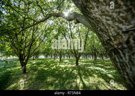 Un vieux verger plein de déclin des arbres dans le paysage français avec de belles ombragé du soleil Banque D'Images