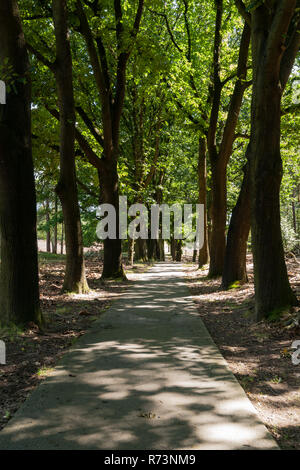 Piste cyclable en béton ou sentier à travers les bois. L'été le soleil brille à travers les feuilles des grands arbres et joue avec l'ombre et la lumière dans un fo Banque D'Images