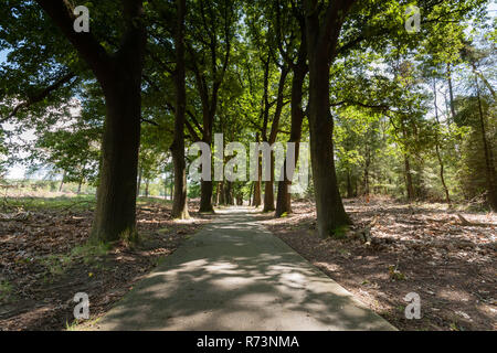 Piste cyclable en béton ou sentier à travers les bois. L'été le soleil brille à travers les feuilles des grands arbres et joue avec l'ombre et la lumière dans un fo Banque D'Images