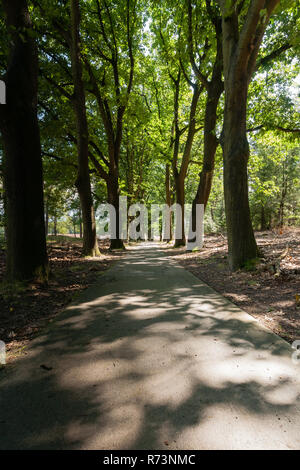 Piste cyclable en béton ou sentier à travers les bois. L'été le soleil brille à travers les feuilles des grands arbres et joue avec l'ombre et la lumière dans un fo Banque D'Images