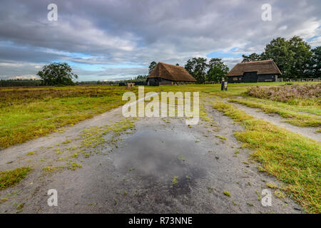 Mouton traditionnel cage avec bouchon sur le chaume heath à Heerde - PEE. Une image typique d'un paysage sur la Veluwe, l'immense parc naturel de la Banque D'Images