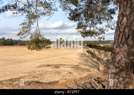 Les arbres de pins et des dunes de sable dans le désert à Kootwijk aux Pays-Bas Banque D'Images