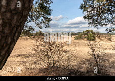 Les arbres de pins et des dunes de sable dans le désert à Kootwijk aux Pays-Bas Banque D'Images