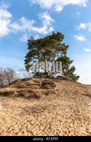 Les arbres de pins et des dunes de sable dans le désert à Kootwijk aux Pays-Bas Banque D'Images