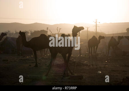 Lever du soleil sur les chameaux et les éleveurs à Pushkar fair, Rajasthan, Inde Banque D'Images