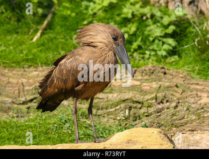 Hamerkop ou Scopus umbretta Hammerhead (stork) reposant dans l'herbe par un étang à Cotswold Wildlife park, Angleterre, RU Banque D'Images