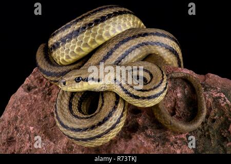 Bordée de quatre (serpent Elaphe quatuorlineata) Banque D'Images