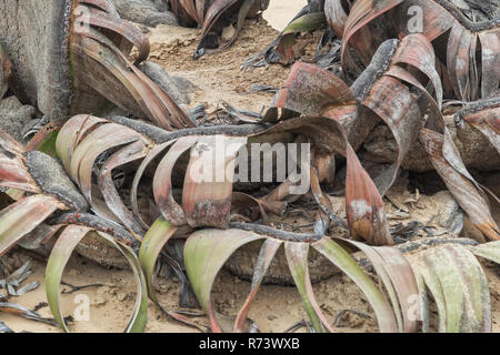 Plante Rare Welwitschia mirabilis, connue comme extrêmement rare est considéré comme un fossile vivant. Désert, l'Afrique, Namibe, Angola. Banque D'Images