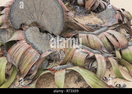 Plante Rare Welwitschia mirabilis, connue comme extrêmement rare est considéré comme un fossile vivant. Désert, l'Afrique, Namibe, Angola. Banque D'Images