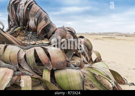 Plante Rare Welwitschia mirabilis, connue comme extrêmement rare est considéré comme un fossile vivant. Désert, l'Afrique, Namibe, Angola. Banque D'Images