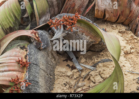 Plante Rare Welwitschia mirabilis, connue comme extrêmement rare est considéré comme un fossile vivant. Désert, l'Afrique, Namibe, Angola. Banque D'Images