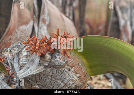 Plante Rare Welwitschia mirabilis, connue comme extrêmement rare est considéré comme un fossile vivant. Désert, l'Afrique, Namibe, Angola. Banque D'Images