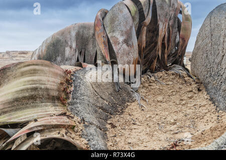 Plante Rare Welwitschia mirabilis, connue comme extrêmement rare est considéré comme un fossile vivant. Désert, l'Afrique, Namibe, Angola. Banque D'Images