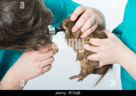 L'examen vétérinaire un cochon Banque D'Images