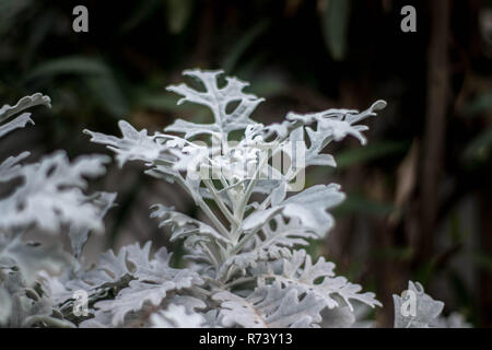 Jolie plante avec la couleur de la neige Banque D'Images