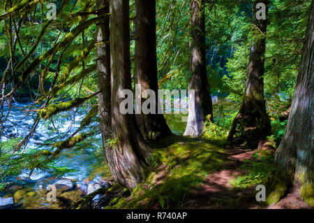 Randonnées au bord de la rivière à saumons Mt. Hood National Forest où il y a une abondance de l'ombre des paysages paisibles comme celui-ci le long de la rivière ba Banque D'Images