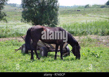 Seul Dark Horse de manger l'herbe et avoir reste dans le chariot sur le pré en journée ensoleillée. Banque D'Images