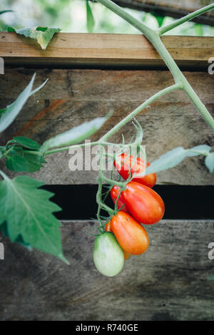 Les tomates du jardin sont faciles à cultiver et une gâterie dans votre cuisine. Rouge, salé et sucré un peu de gloire qu'à partir de votre propre jardin. Banque D'Images