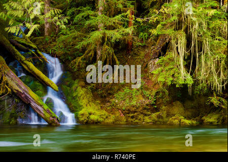 Cascade de saison dans ce paysage enchanteur vu lors d'une randonnée le long de la rivière Salmon à Mt. Hood National Forest près de Welches, Oregon Banque D'Images