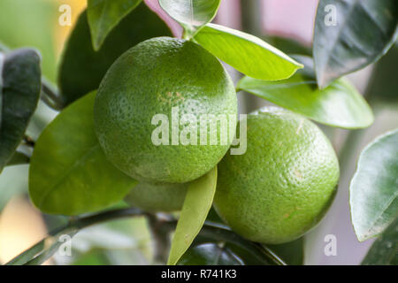 Limes suspendu à un sapin avec de belles boke background Banque D'Images