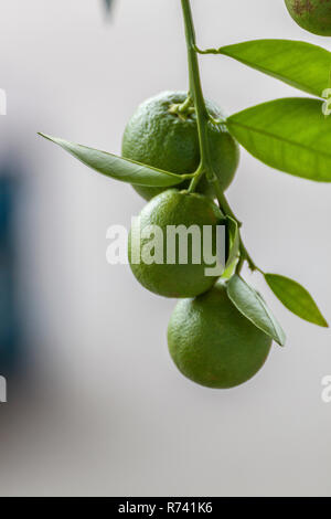 Limes suspendu à un sapin avec de belles boke background Banque D'Images