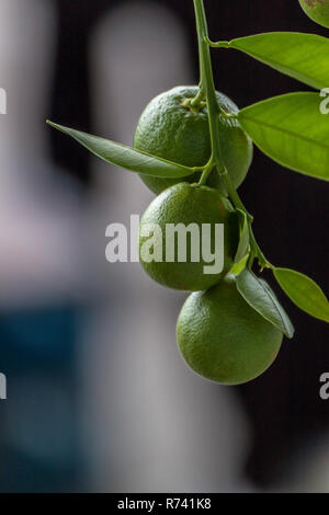 Limes suspendu à un sapin avec de belles boke background Banque D'Images