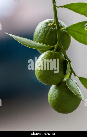 Limes suspendu à un sapin avec de belles boke background Banque D'Images