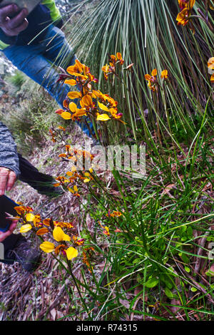 Appareils photo mobiles à zéro sur des orchidées colorées à âne dans le parc Ashbrook, Marangaroo, Australie occidentale. Diuris corymbosa Banque D'Images