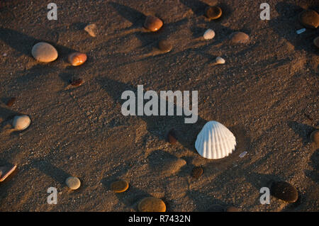 Un seashell blanc et un groupe de galets sur le sable humide avec ombres sur la plage au lever du soleil Banque D'Images