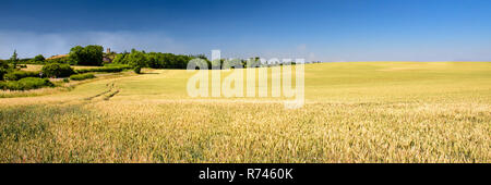 Soleil d'été brille sur une récolte de blé mûrs dans un grand champ sur le paysage vallonné du Leicestershire, avec Breedon-on-the-Hill derrière l'Église. Banque D'Images