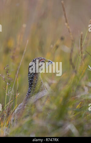 Alpen-Schneehuhn, Alpenschneehuhn, Lagopus muta, Schneehuhn, Lagopus mutus, le lagopède, le lagopède alpin, le Lagopède alpin