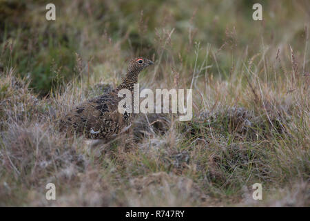 Alpen-Schneehuhn, Alpenschneehuhn, Lagopus muta, Schneehuhn, Lagopus mutus, le lagopède, le lagopède alpin, le Lagopède alpin