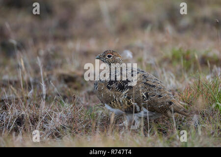 Alpen-Schneehuhn, Alpenschneehuhn, Lagopus muta, Schneehuhn, Lagopus mutus, le lagopède, le lagopède alpin, le Lagopède alpin