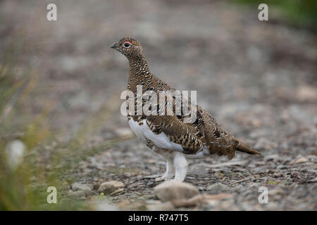 Alpen-Schneehuhn, Alpenschneehuhn, Lagopus muta, Schneehuhn, Lagopus mutus, le lagopède, le lagopède alpin, le Lagopède alpin