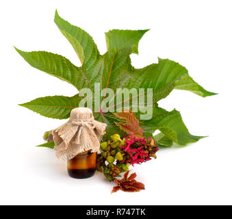 Ricinus communis, le ricin ou castorbean-usine. Composition avec feuilles andpharmaceutical bouteille. Isolé sur fond blanc. Banque D'Images