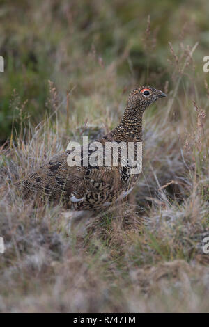 Alpen-Schneehuhn, Alpenschneehuhn, Lagopus muta, Schneehuhn, Lagopus mutus, le lagopède, le lagopède alpin, le Lagopède alpin
