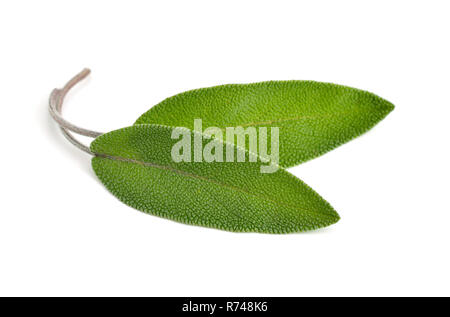 Feuilles de sauge (Salvia officinalis, également appelé jardin commun ou la sauge, sauge). Isolé sur fond blanc. Banque D'Images