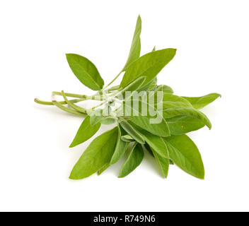 Salvia officinalis (sauge, aussi appelé Jardin de la sauge, ou conjoint sage) Banque D'Images