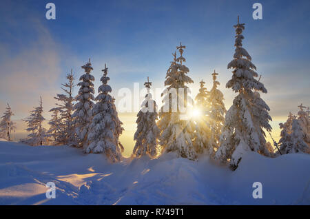 Paysage d'hiver au coucher du soleil. Rayons dans les branches d'arbres couverts de neige. Carpates, l'Ukraine, l'Europe Banque D'Images