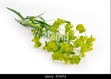 Euphorbia cyparissias, l'euphorbe cyprès. Isolé sur fond blanc. Banque D'Images