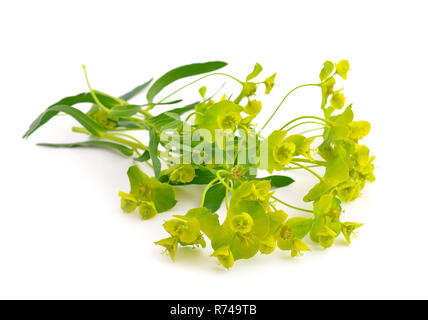 Euphorbia cyparissias, l'euphorbe cyprès. Isolé sur fond blanc. Banque D'Images