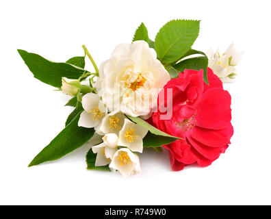 Rose avec jasmine isolé sur fond blanc. Banque D'Images