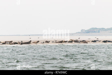 Un groupe de phoques sont situées sur un banc devant la côte de la mer de Wadden aux Pays-Bas. Banque D'Images