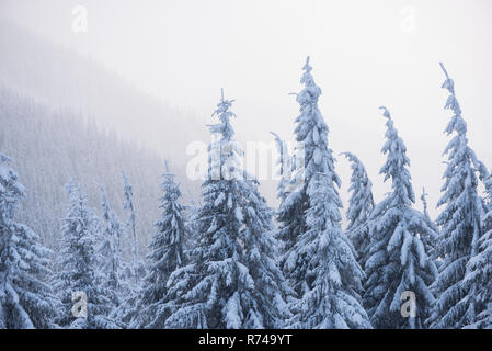 Paysage d'hiver avec des sapins dans la neige. Le brouillard dans les montagnes Banque D'Images